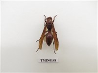 藏品(蜂)的圖片